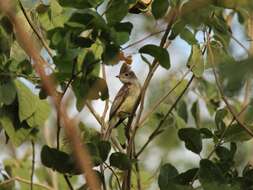 Elaenia martinica (Linnaeus 1766) resmi