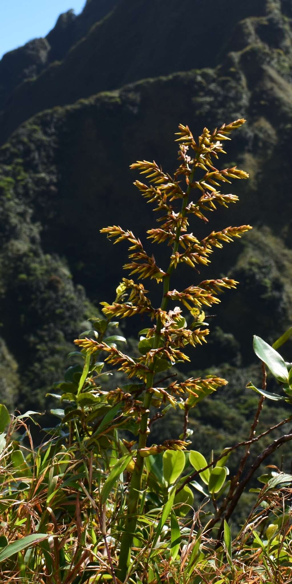 Image de Guzmania plumieri (Griseb.) Mez