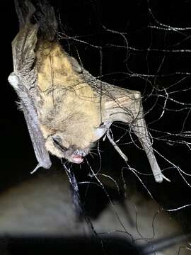 Image of Long-legged Myotis