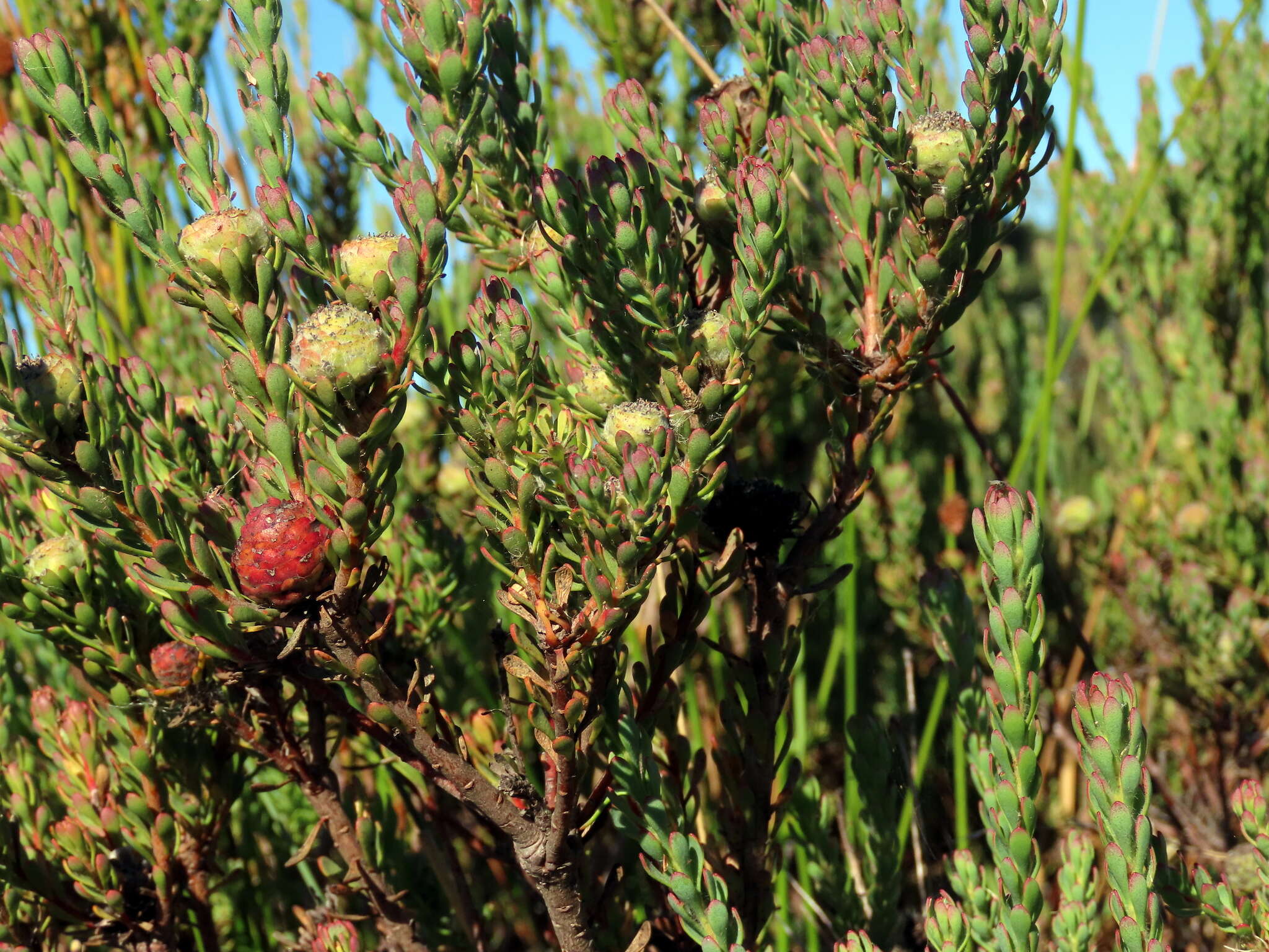 Image of Cape Flats Conebush