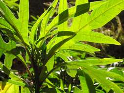 Image of Large Kangaroo Apple