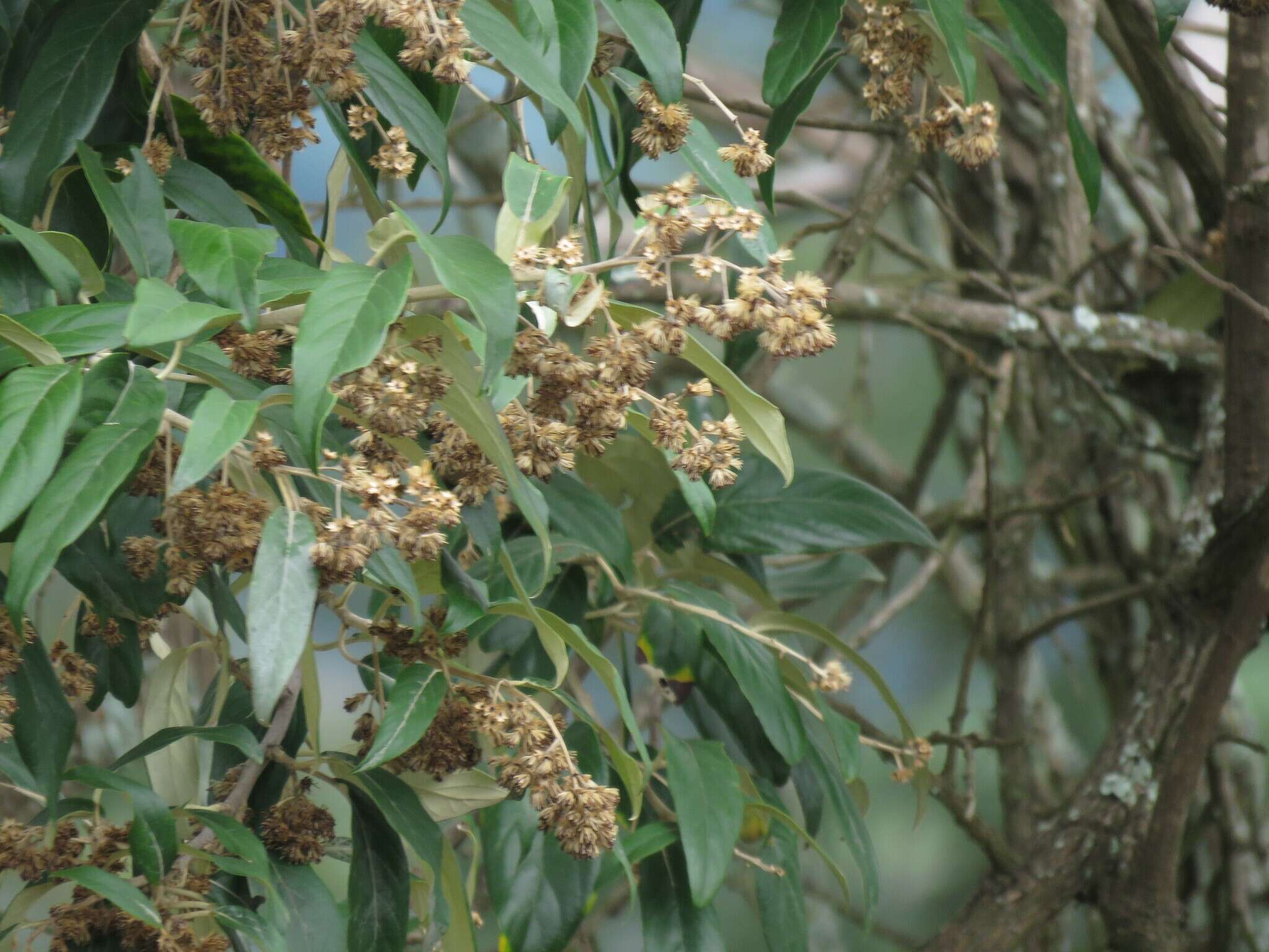 صورة Moquiniastrum polymorphum (Less.) G. Sancho