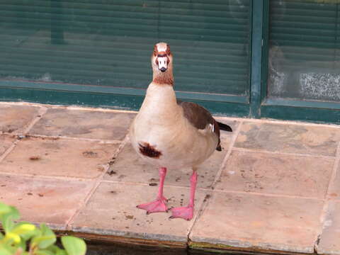 Image of Egyptian Goose