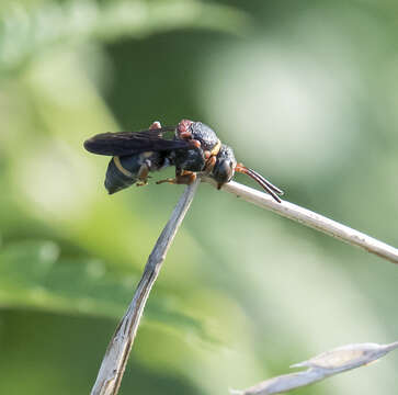 Image of Two-banded Cellophane-cuckoo Bee