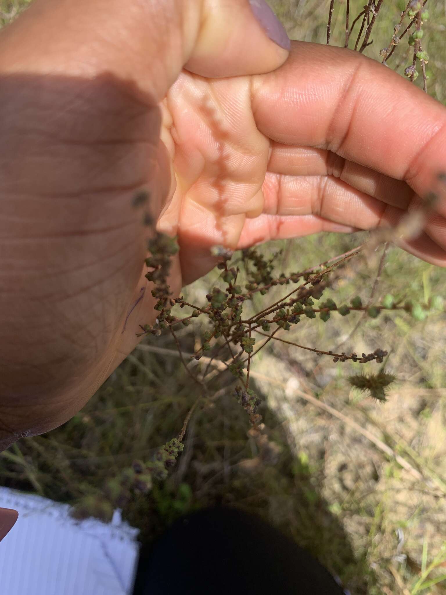 Image of Small-Head Marsh-Elder