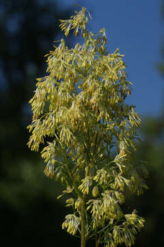 Image of Thalictrum simplex subsp. galioides (DC.) Korz.