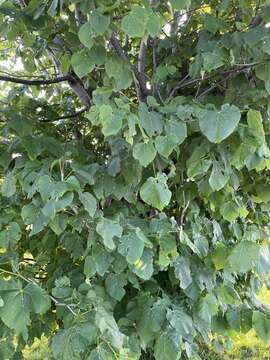 Слика од Tilia americana var. heterophylla (Vent.) Loudon