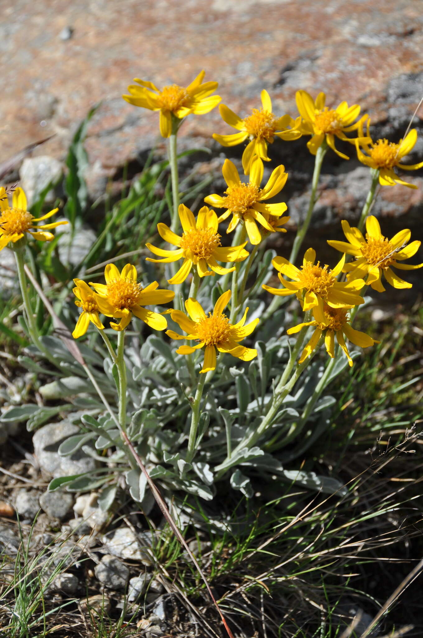 Imagem de Jacobaea uniflora (All.) Veldkamp