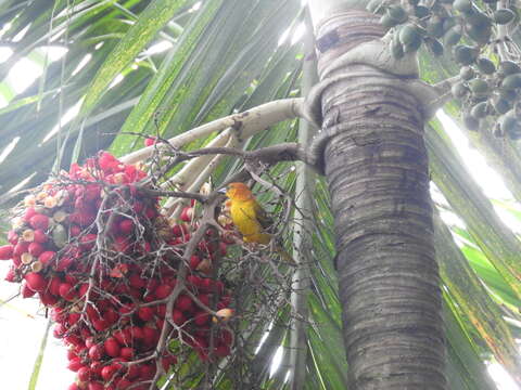 Image of Principe Golden Weaver