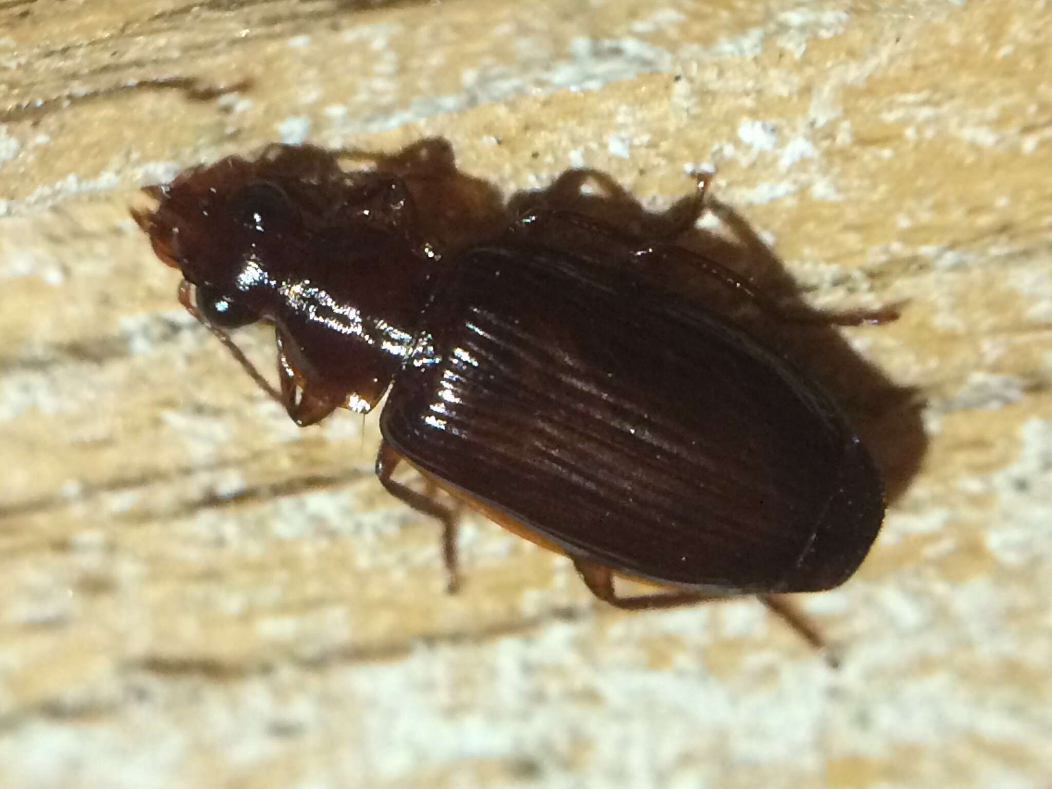 Image of Ground beetle