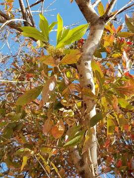 Imagem de Combretum erythrophyllum (Burch.) Sond.