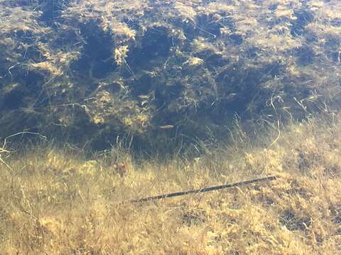 Image of Quitobaquito pupfish