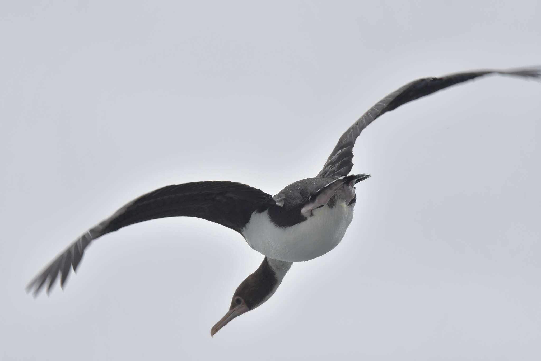 Image of Bounty Shag