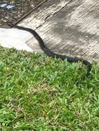 Image of Golden Spitting Cobra