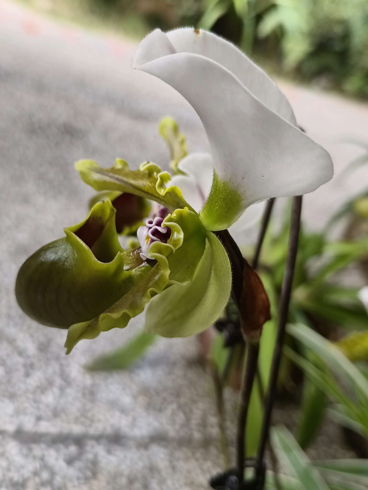 Image de Paphiopedilum spicerianum (Rchb. fil.) Pfitzer