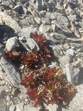 Imagem de Epilobium tasmanicum Hausskn.