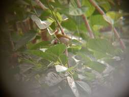 Image of Indian White-eye