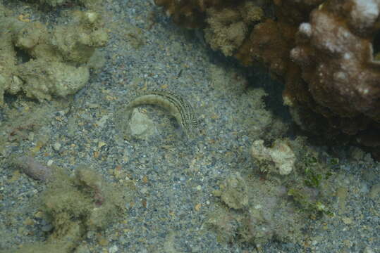 Image of Nosestripe grubfish