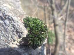 Image of schistidium moss