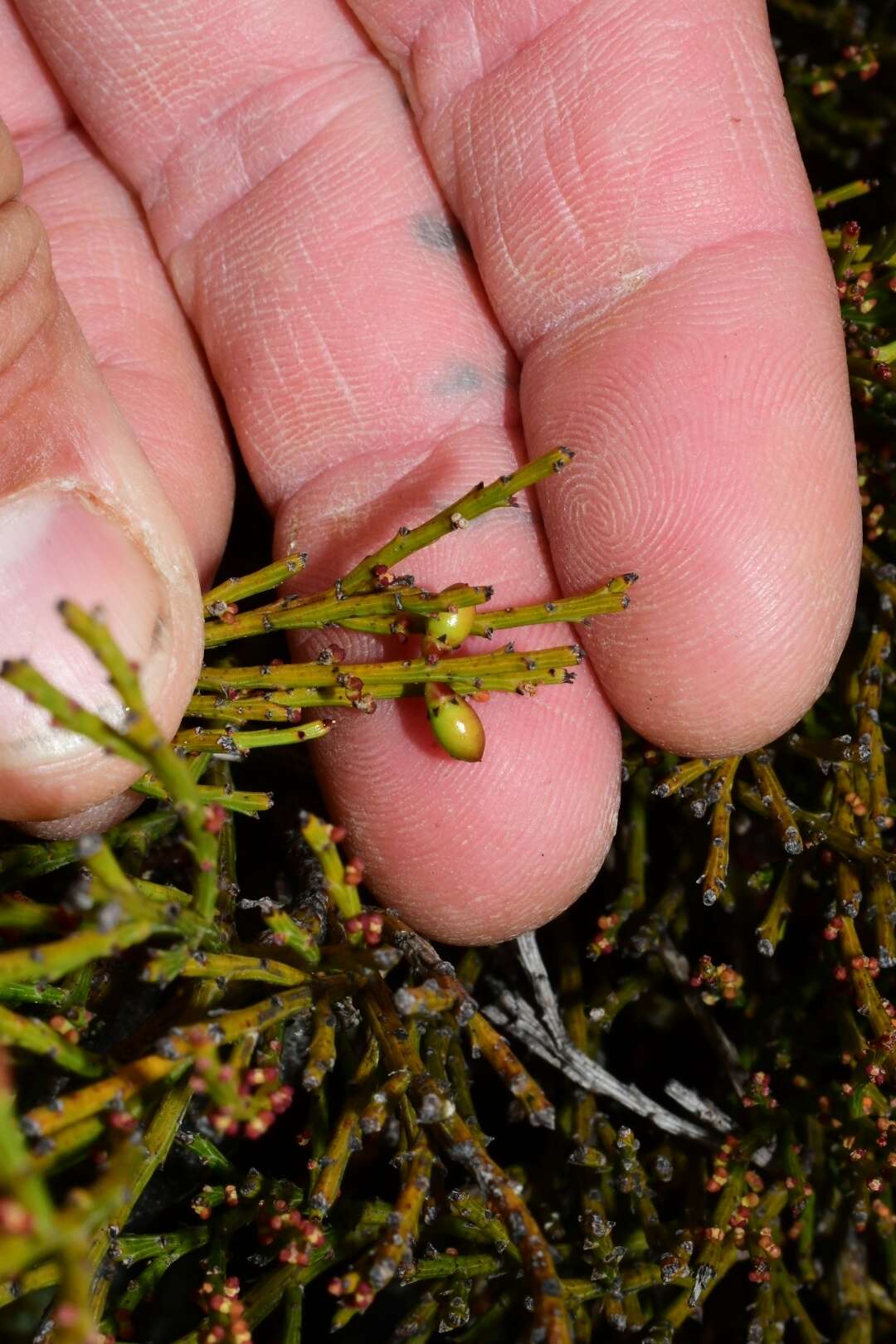 Image of Exocarpos humifusus R. Br.