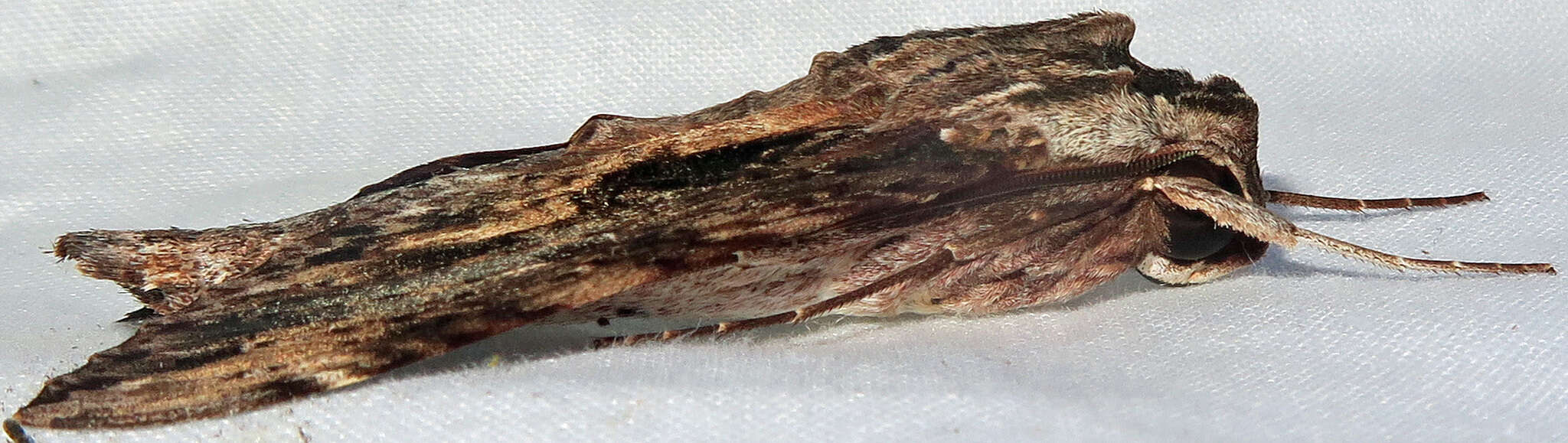 Image of Oleander sphinx moth