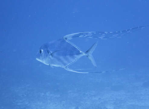 Image of African Pompano