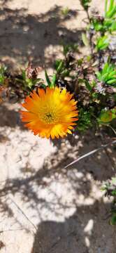 صورة Lampranthus fergusoniae (L. Bol.) L. Bol.