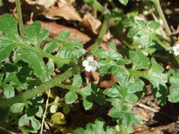 صورة Nemophila parviflora Dougl. ex Benth.