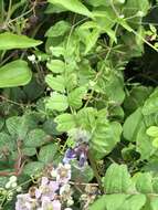 Image of bush vetch