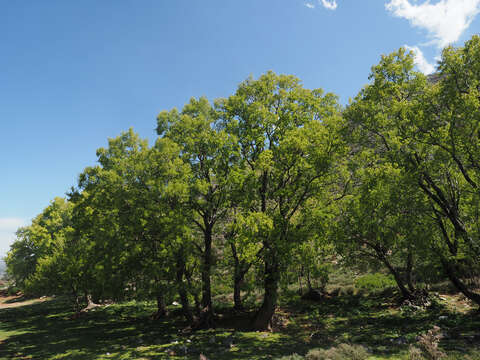 Image of Cretan maple