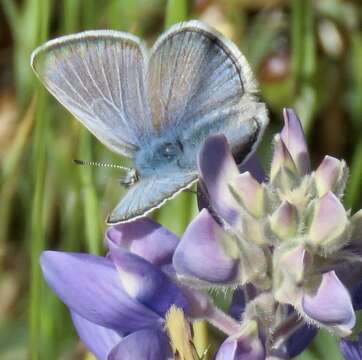 Image of Mission blue butterfly