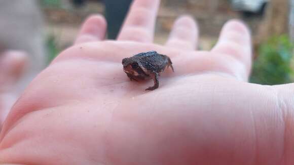 Image of Common Rain Frog