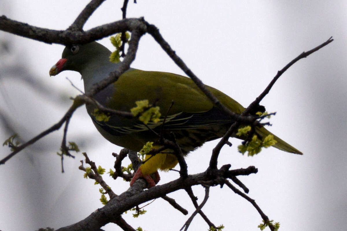 Image of African Green Pigeon