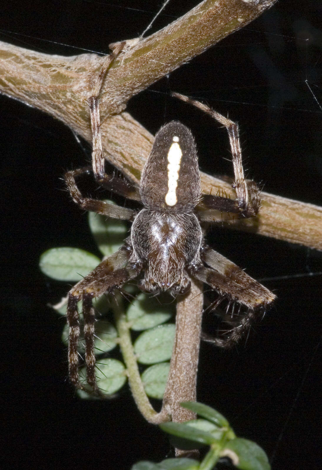 Image of Zealaranea trinotata (Urquhart 1890)