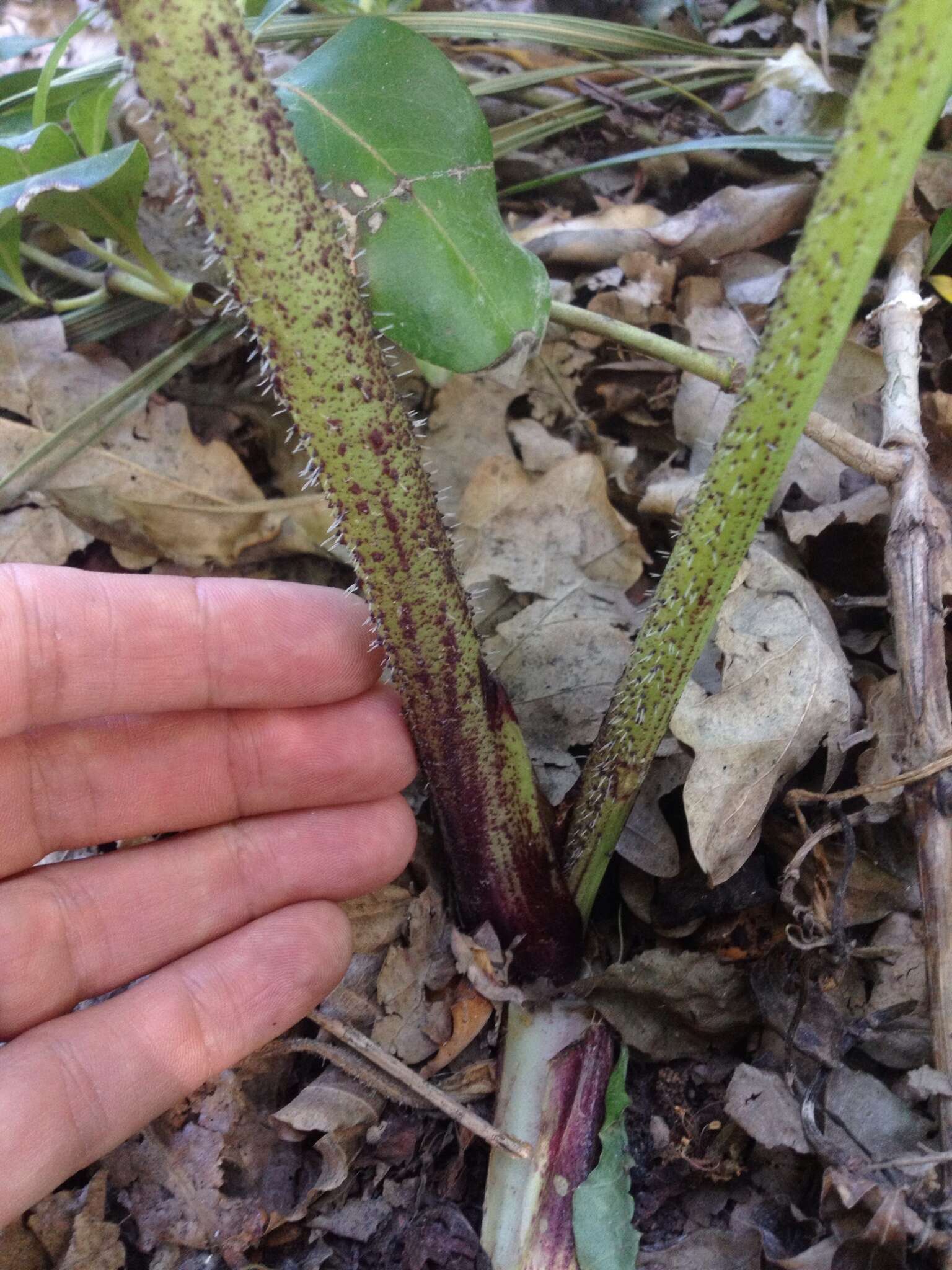 Image of Mantegazzi's Cow-Parsnip