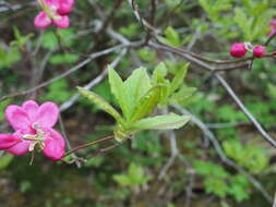 Image of Rhododendron albrechtii Maxim.