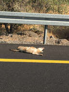 Image of golden jackal