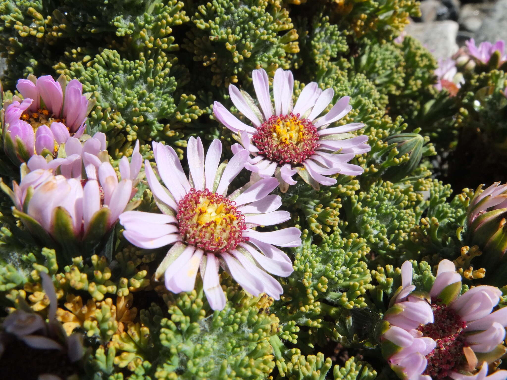 Image of Xenophyllum dactylophyllum (Sch. Bip.) V. A. Funk