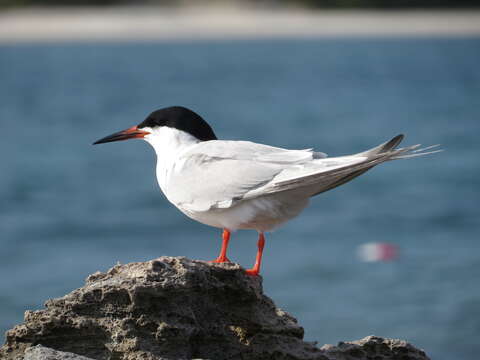 Image of Roseate Tern