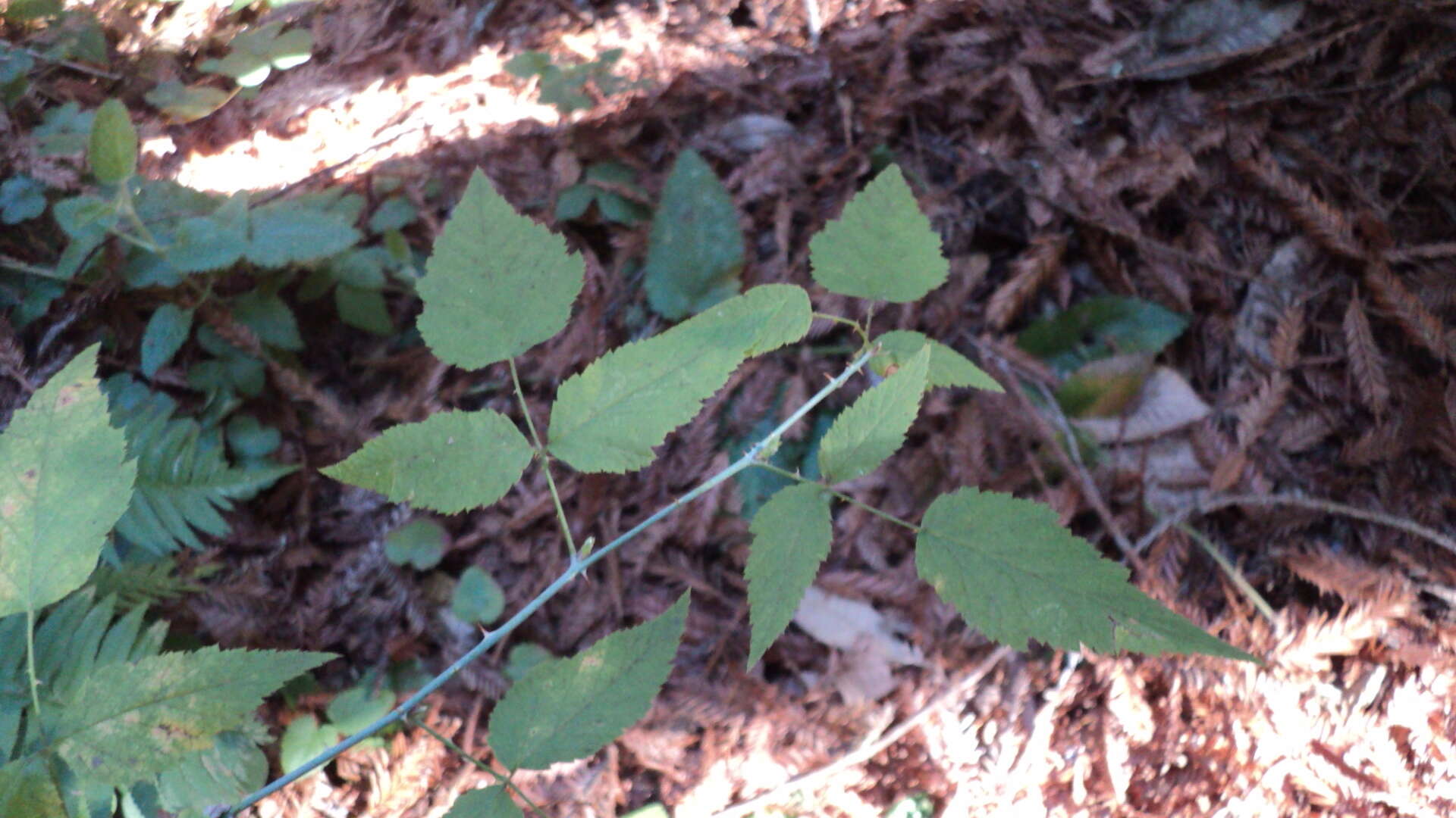 Image of White-Stem Raspberry