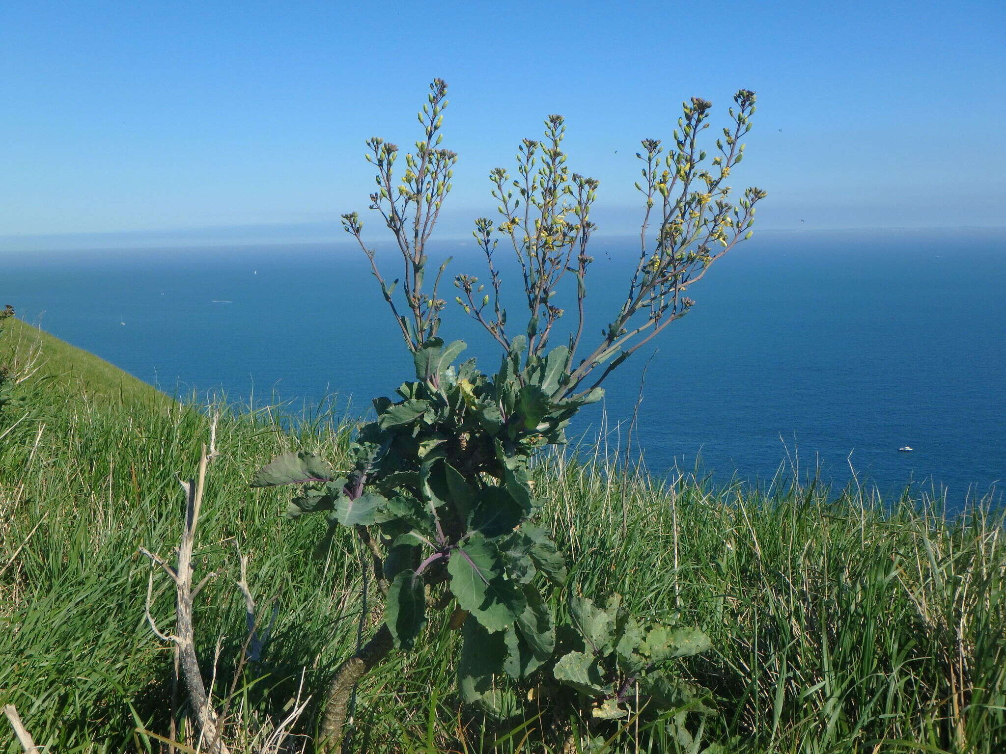 Plancia ëd Brassica oleracea var. oleracea