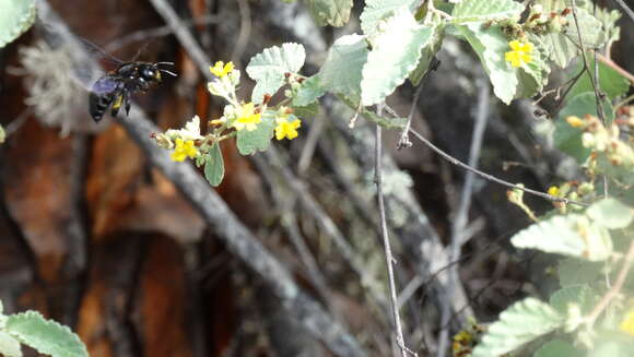 Imagem de Xylocopa darwini Cockerell 1926