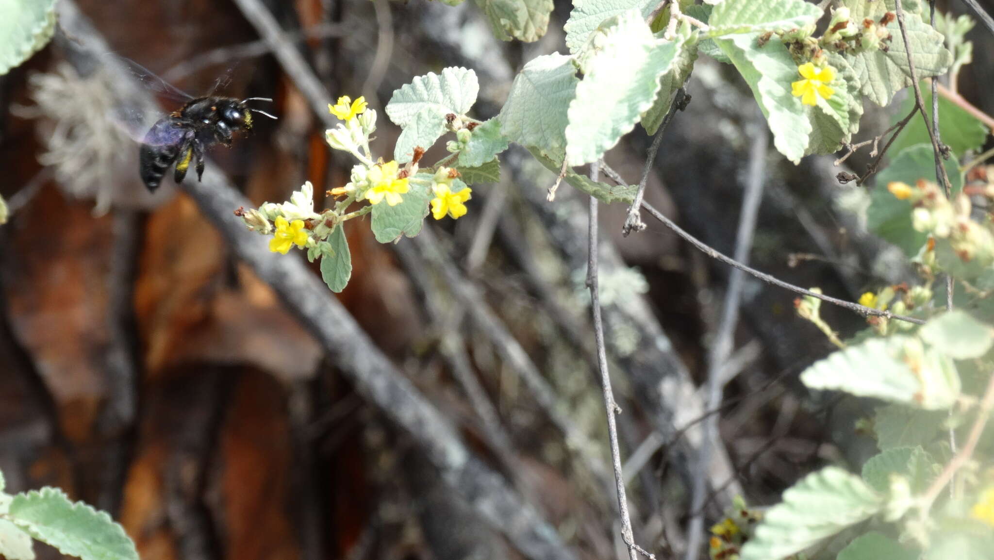 Xylocopa darwini Cockerell 1926 resmi