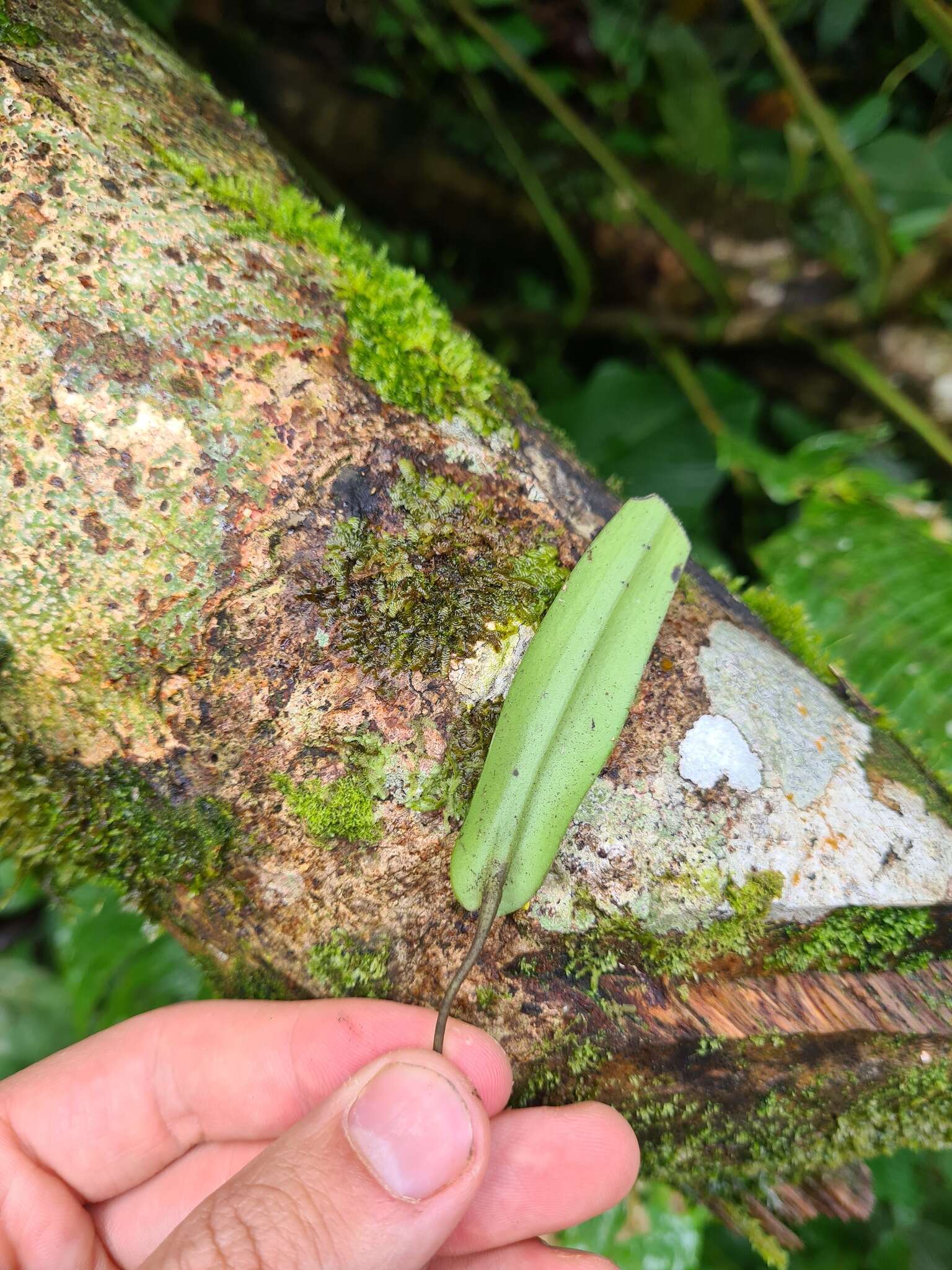 Image of Pleurothallis dibolia Luer