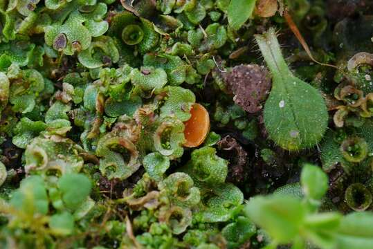 Image de Octosporopsis nicolai (Maire) U. Lindem., M. Vega & T. Richt. 2014