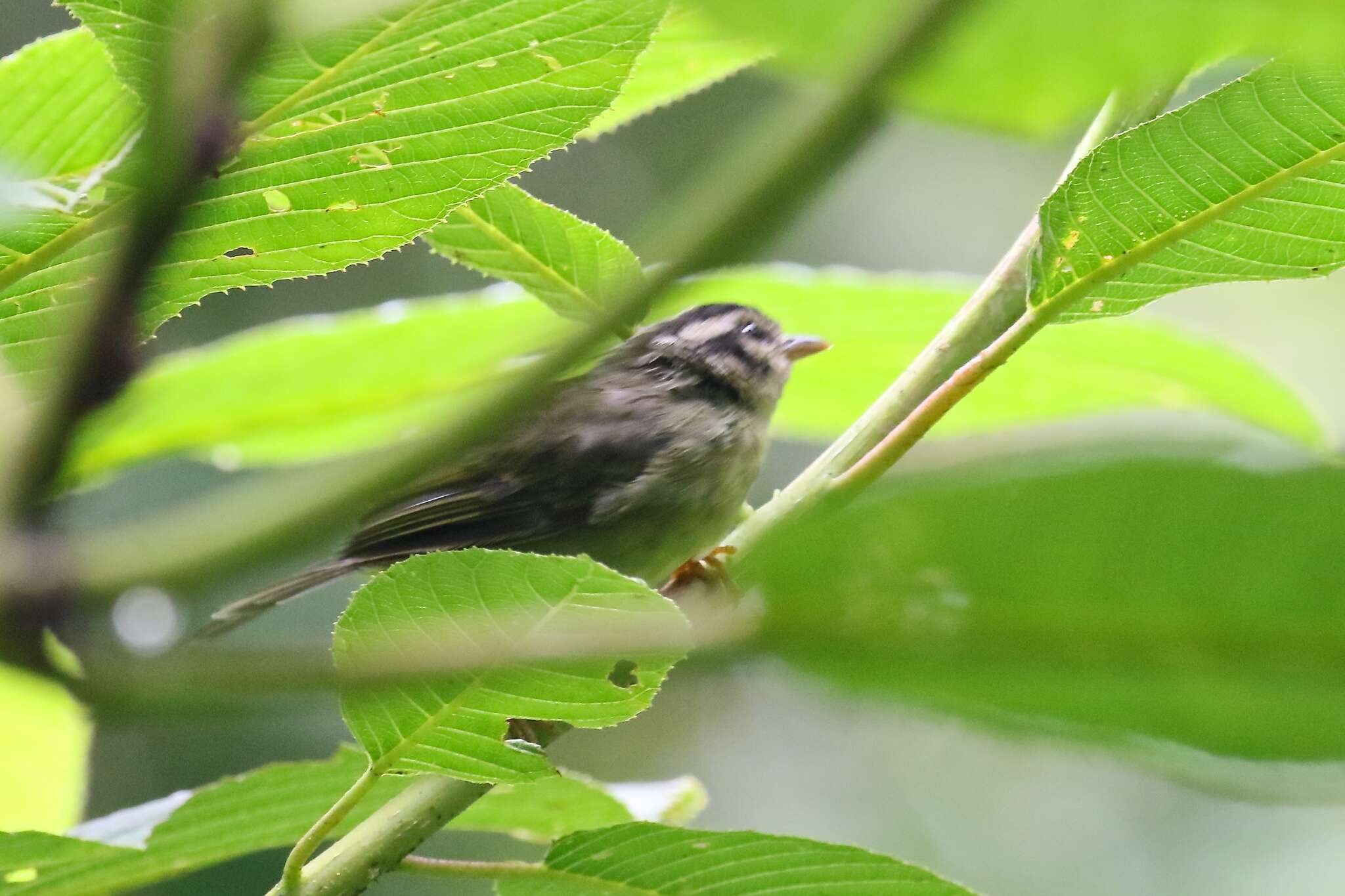 Basileuterus melanotis Lawrence 1868 resmi