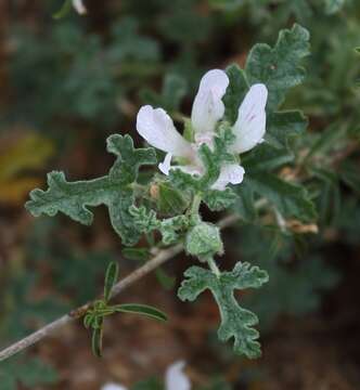 Imagem de Anisodontea dissecta (Harv.) D. M. Bates