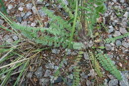 Image of nodding locoweed