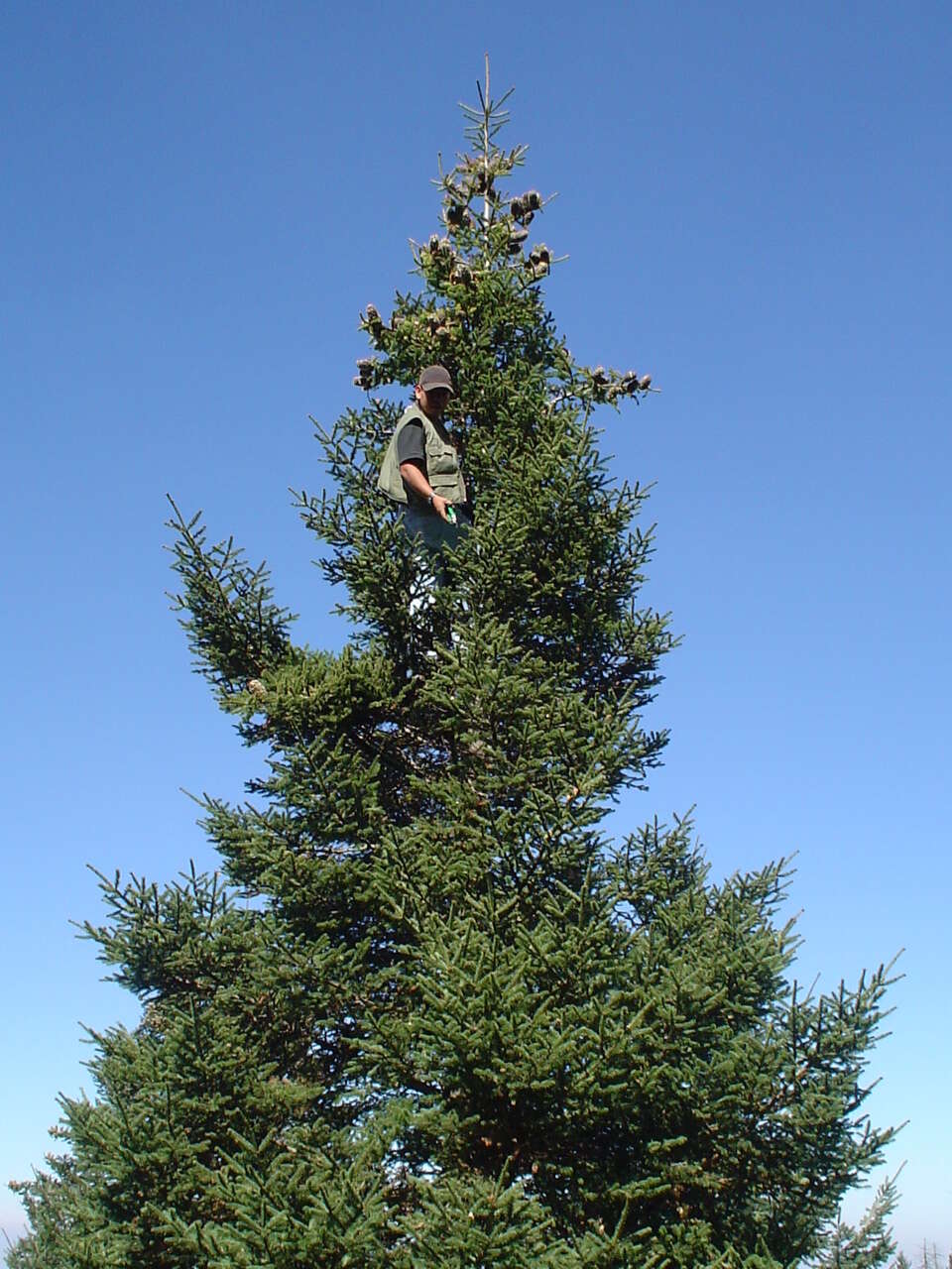 Image of Vejar's Fir