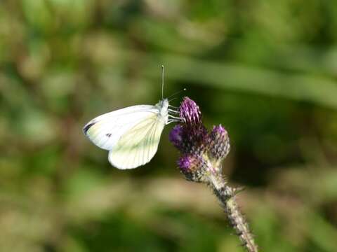 Plancia ëd Pieris napi (Linnaeus 1758)